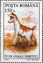 Goat (Capra aegagrus hircus)
