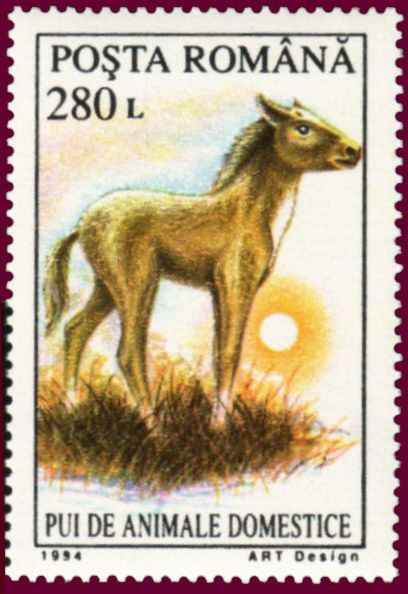 Foal (Equus ferus caballus)