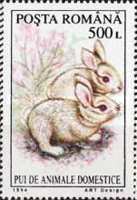 Domestic Rabbit (Oryctolagus cuniculus domesticus)