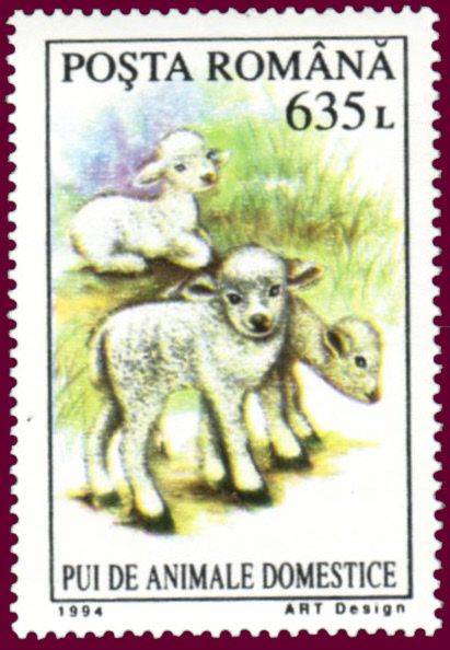 Lamb (Ovis ammon aries)