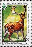 Common Fallow Deer (Dama dama)