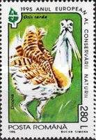 Great Bustard (Otis tarda)