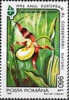 Cypripedium calceolus
