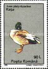 Mallard (Anas platyrhynchos)