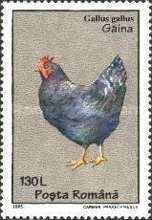 Red Junglefowl (Gallus gallus)