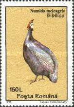 Helmeted Guineafowl (Numida meleagris)