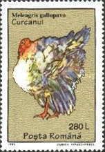 Domesticated Turkey (Meleagris gallopavo)