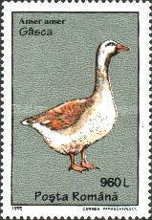 Greylag Goose (Anser anser)