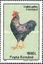 Red Junglefowl (Gallus gallus)