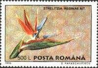 Strelitzia reginae