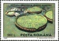 Victoria amazonica