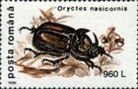 European Rhinoceros Beetle (Oryctes nasicornis)