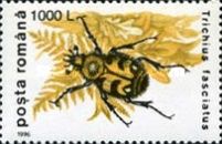 Bee Beetle (Trichius fasciatus)