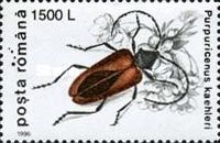 Cerambyd Beetle (Purpuricenus kaehleri)