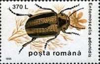Leaf Beetle (Entomoscelis adonidis)