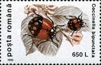 Two-spot Ladybird (Coccinella bipunctata)