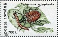 European Calosoma Beetle (Calosoma sycophanta)