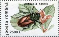 Pasture Splendour Beetle (Anthaxia salicis)