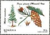 White Spruce (Picea glauca)