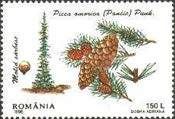 Serbian Spruce (Picea omorika)