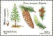 Blue Spruce (Picea pungens)
