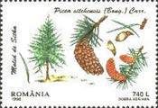 Sitka Spruce (Picea sitchensis)