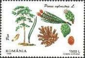 Scots Pine (Pinus sylvestris)