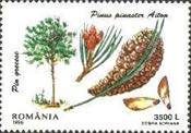 Maritime Pine (Pinus pinaster)