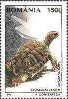 Hermann's Tortoise (Testudo hermanni)