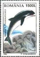 Harbour Porpoise (Phocoena phocoena)