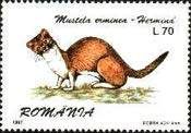 Stoat (Mustela erminea)