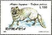 Arctic Fox (Alopex lagopus)