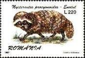 Raccoon Dog (Nyctereutes procyonoides)