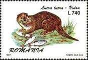 European Otter (Lutra lutra)