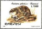 Muskrat (Ondatra zibethicus)
