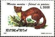 Pine Marten (Martes martes)