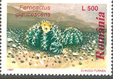 Glaucous Barrel Cactus (Ferocactus glaucescens)