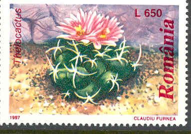 Thelocactus sp.