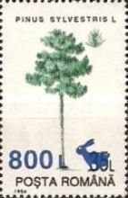 Scots Pine (Pinus sylvestris) - surcharged