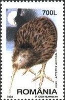Southern Brown Kiwi (Apteryx australis)