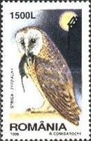 Western Barn Owl (Tyto alba)