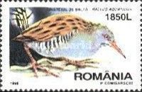 Water Rail (Rallus aquaticus)