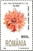 Dahlia (Dahlia variabilis)