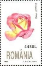 Rose (Rosa centifolia)