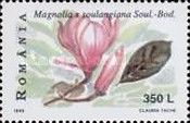 Saucer Magnolia (Magnolia × soulangiana)