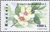 Silky Camellia (Stewartia malacodendron)