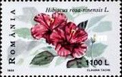 Chinese Hibiscus (Hibiscus rosa-sinensis)