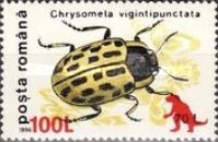 Willow Leaf Beetle (Chrysomela vigintipunctata) Overprinted