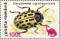 Willow Leaf Beetle (Chrysomela vigintipunctata) Overprinted