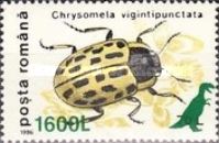 Willow Leaf Beetle (Chrysomela vigintipunctata) Overprinted